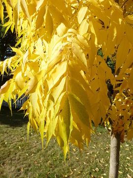 Image of European ash