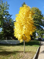 Image of European ash