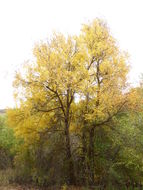 Image of green ash