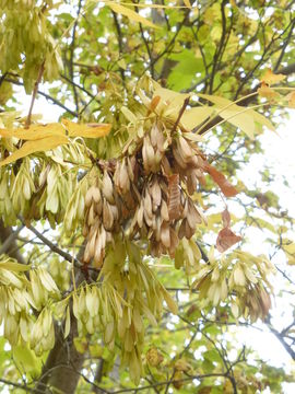 Image of green ash