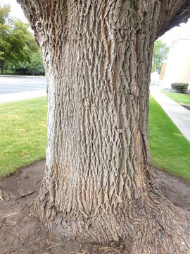 Image of velvet ash