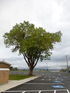 Imagem de Fraxinus velutina Torr.