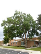 Imagem de Fraxinus velutina Torr.