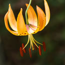 Image of turk's-cap lily