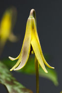 Image of dogtooth violet