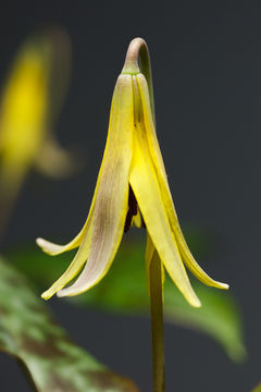 Image of dogtooth violet