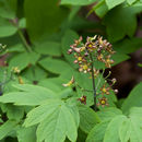 Image of cohosh