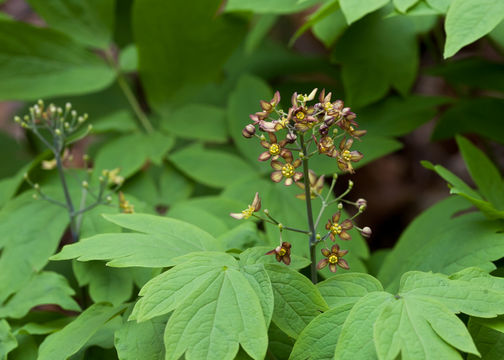 Image of blue cohosh