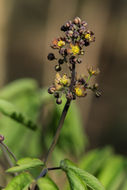 Image of blue cohosh