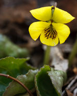 Image of roundleaf yellow violet