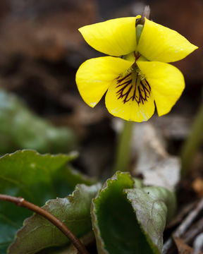 Imagem de Viola rotundifolia Michx.