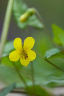 Image of downy yellow violet