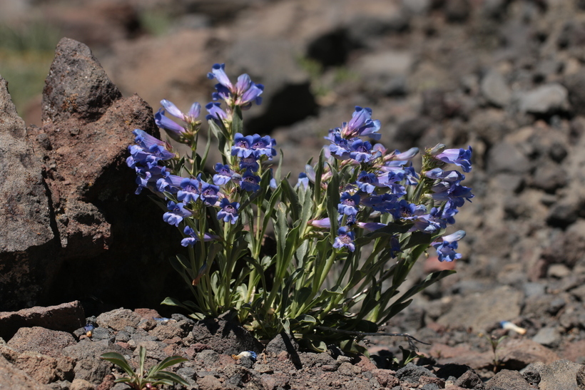 Image of royal penstemon