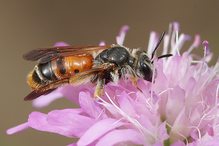 Image of Andrena hattorfiana (Fabricius 1775)