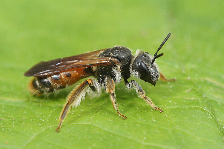 Image of Andrena hattorfiana (Fabricius 1775)