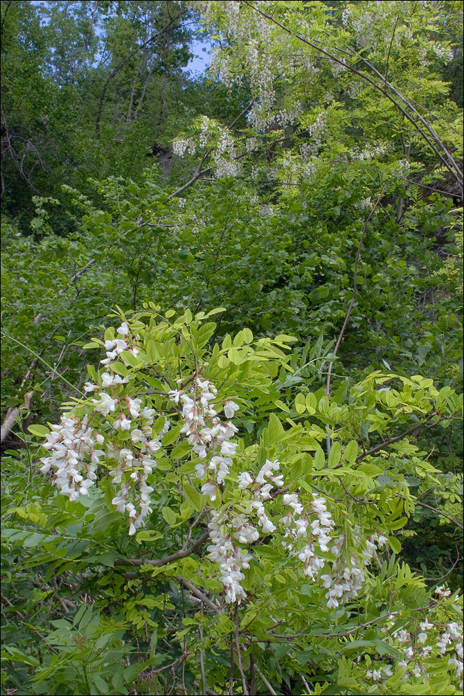 Image of black locust