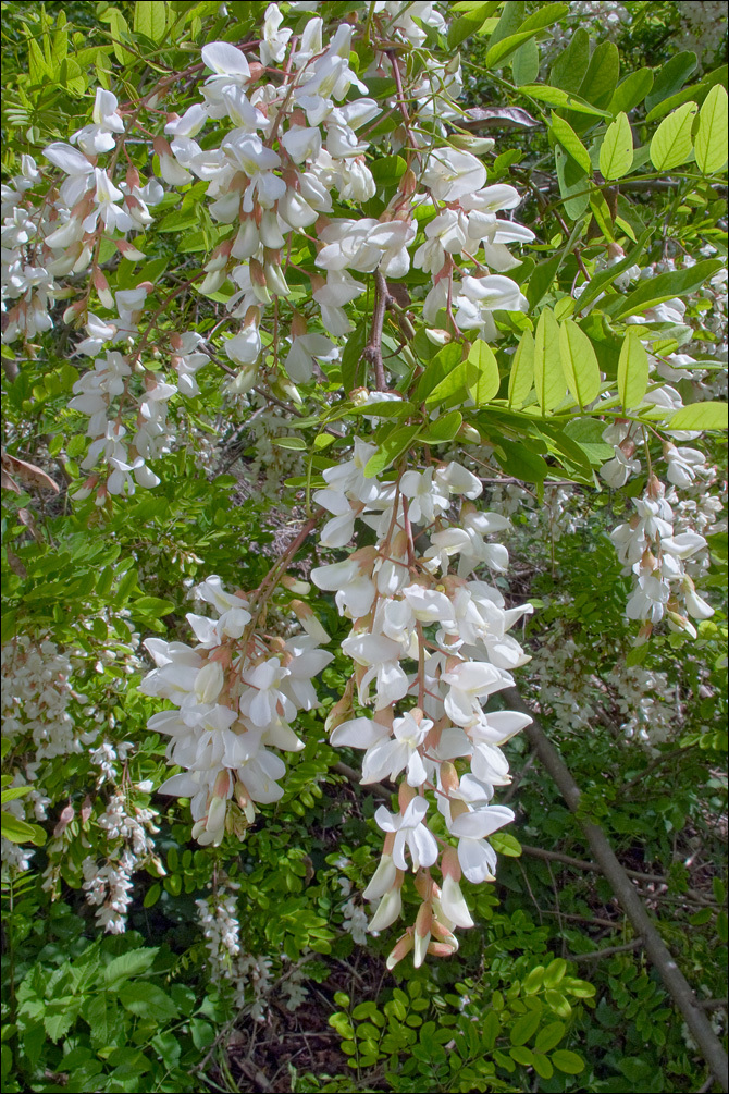 Image of black locust