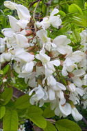 Imagem de Robinia pseudoacacia L.