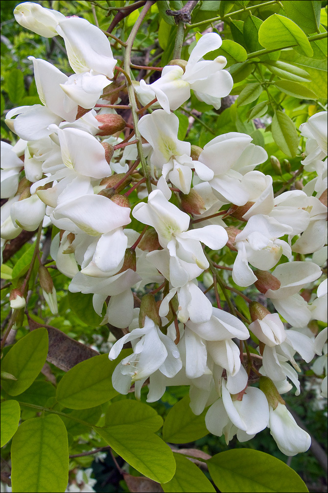 Image of black locust