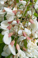 Image of black locust