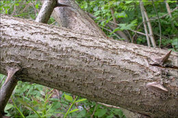 Imagem de Robinia pseudoacacia L.