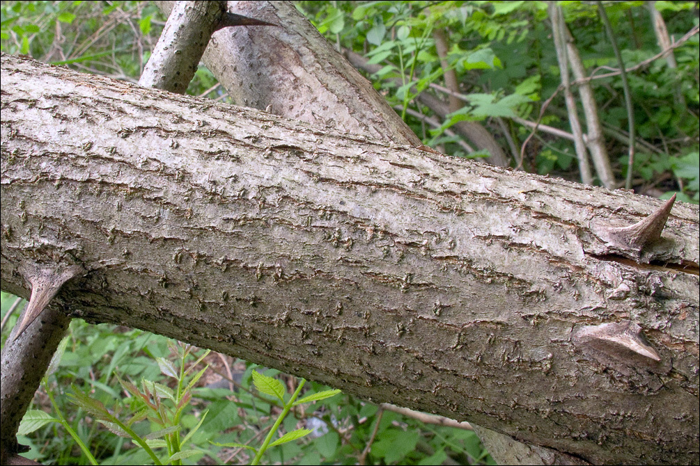 Imagem de Robinia pseudoacacia L.