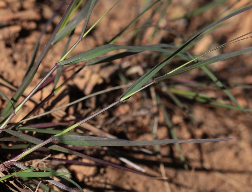 Image of Sierra bluegrass