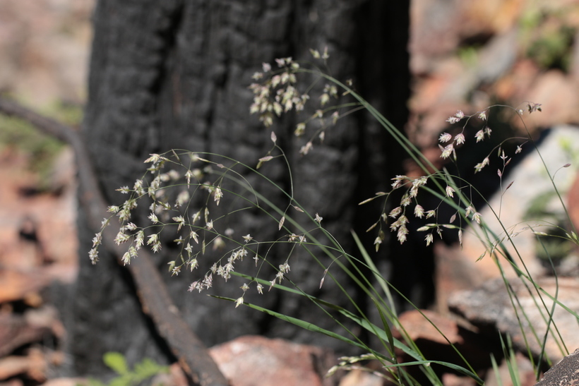 Image of Sierra bluegrass