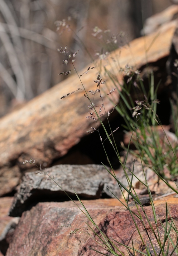 Image of Sierra bluegrass