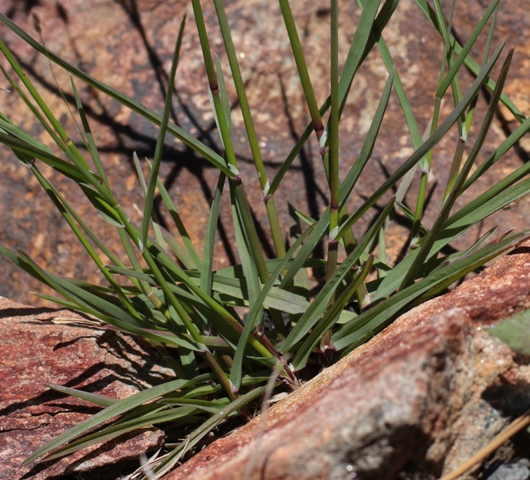 Image of Sierra bluegrass