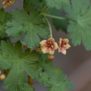 Image of gooseberry currant