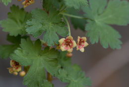 Image of gooseberry currant