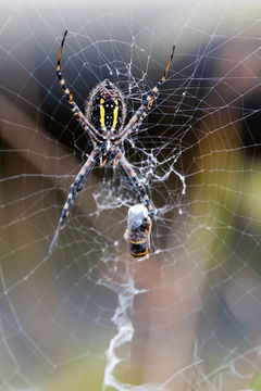 Image of Black-and-Yellow Argiope