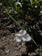 Imagem de Calochortus coeruleus (Kellogg) S. Watson