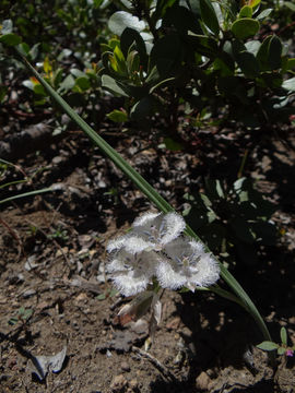 Image of beavertail grass