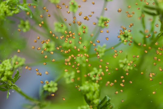 Image of Garden spider