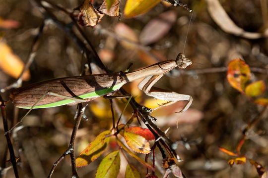 Image of Carolina Mantis