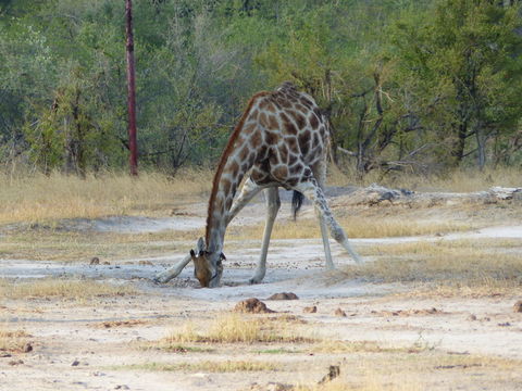 Plancia ëd <i>Giraffa camelopardalis giraffa</i>