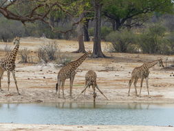 Image of South African Giraffe