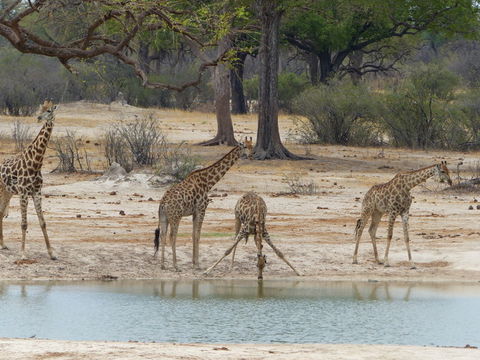 Plancia ëd <i>Giraffa camelopardalis giraffa</i>