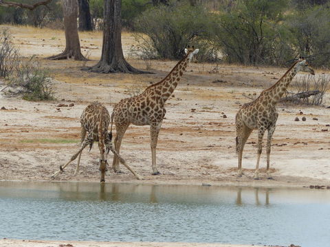 Plancia ëd <i>Giraffa camelopardalis giraffa</i>