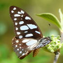 Graphium leonidas (Fabricius 1793)的圖片