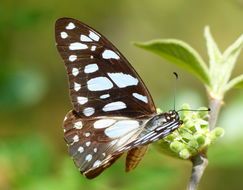 Sivun Graphium leonidas (Fabricius 1793) kuva