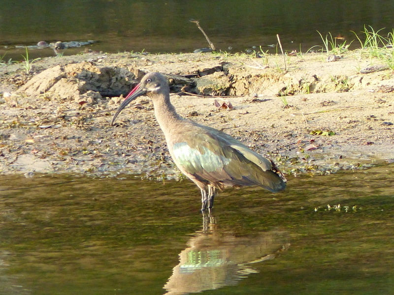 Image of Hadada Ibis