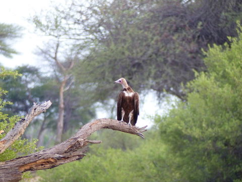 Image of Hooded Vulture