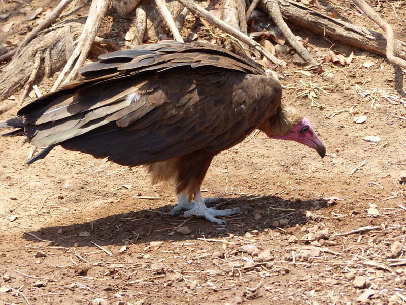 Image of Hooded Vulture