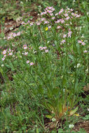 Image of Centaury