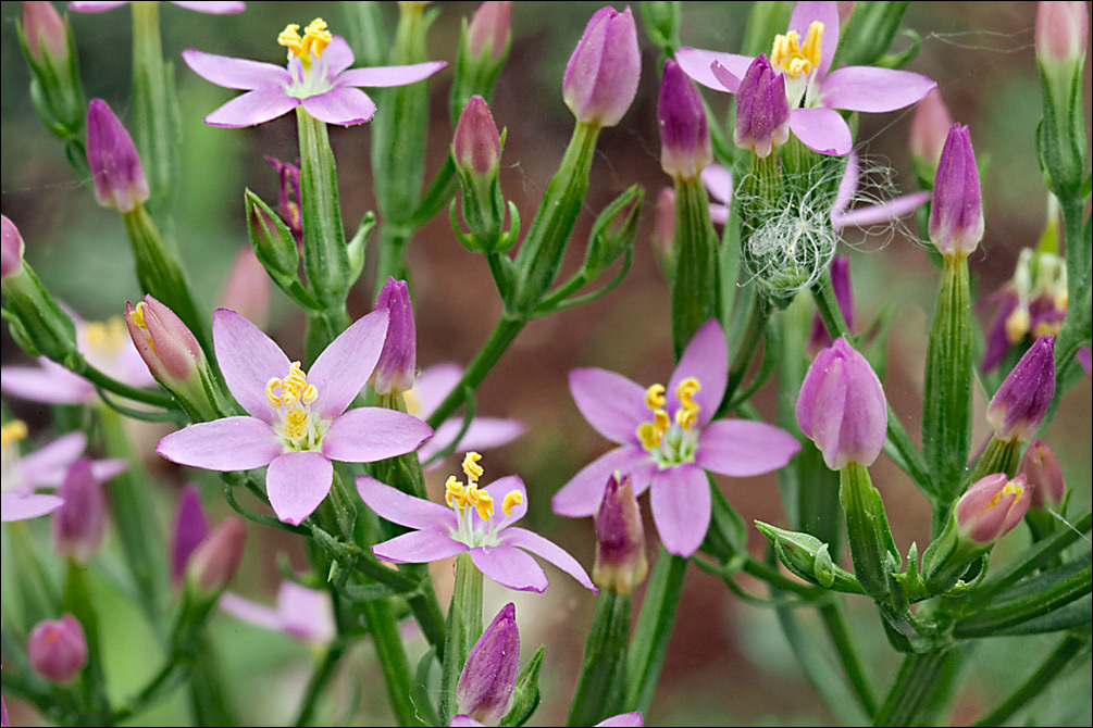 Image of Centaury