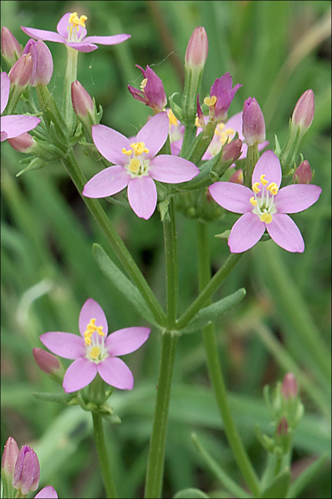 Image of Centaury