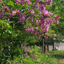 Imagem de Robinia hispida L.